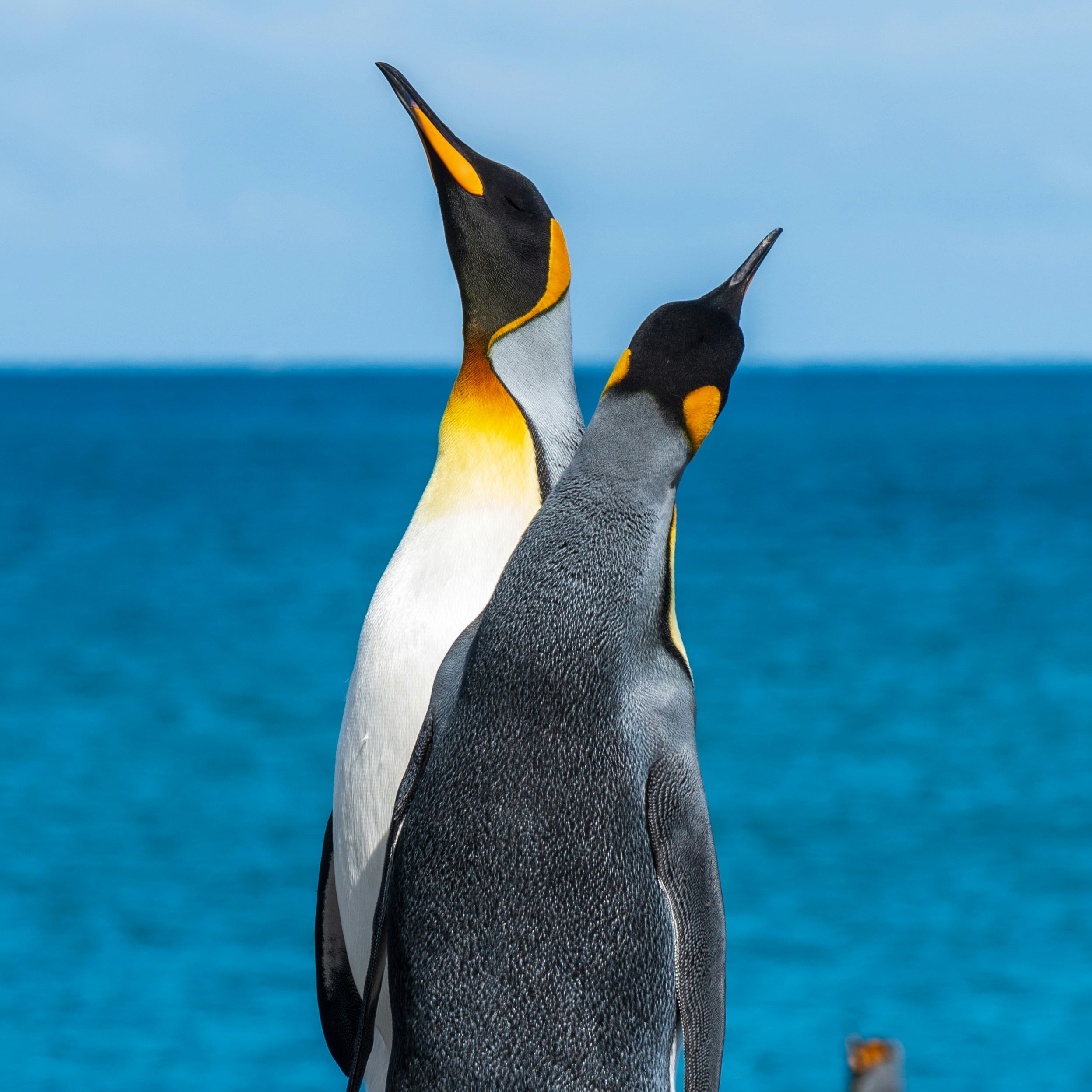 Zwei Pinguine vor blauem Meer