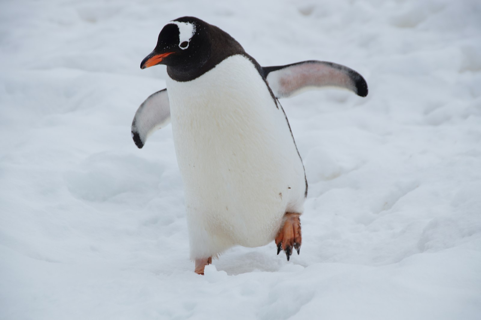 Migration from Windows Server to Linux