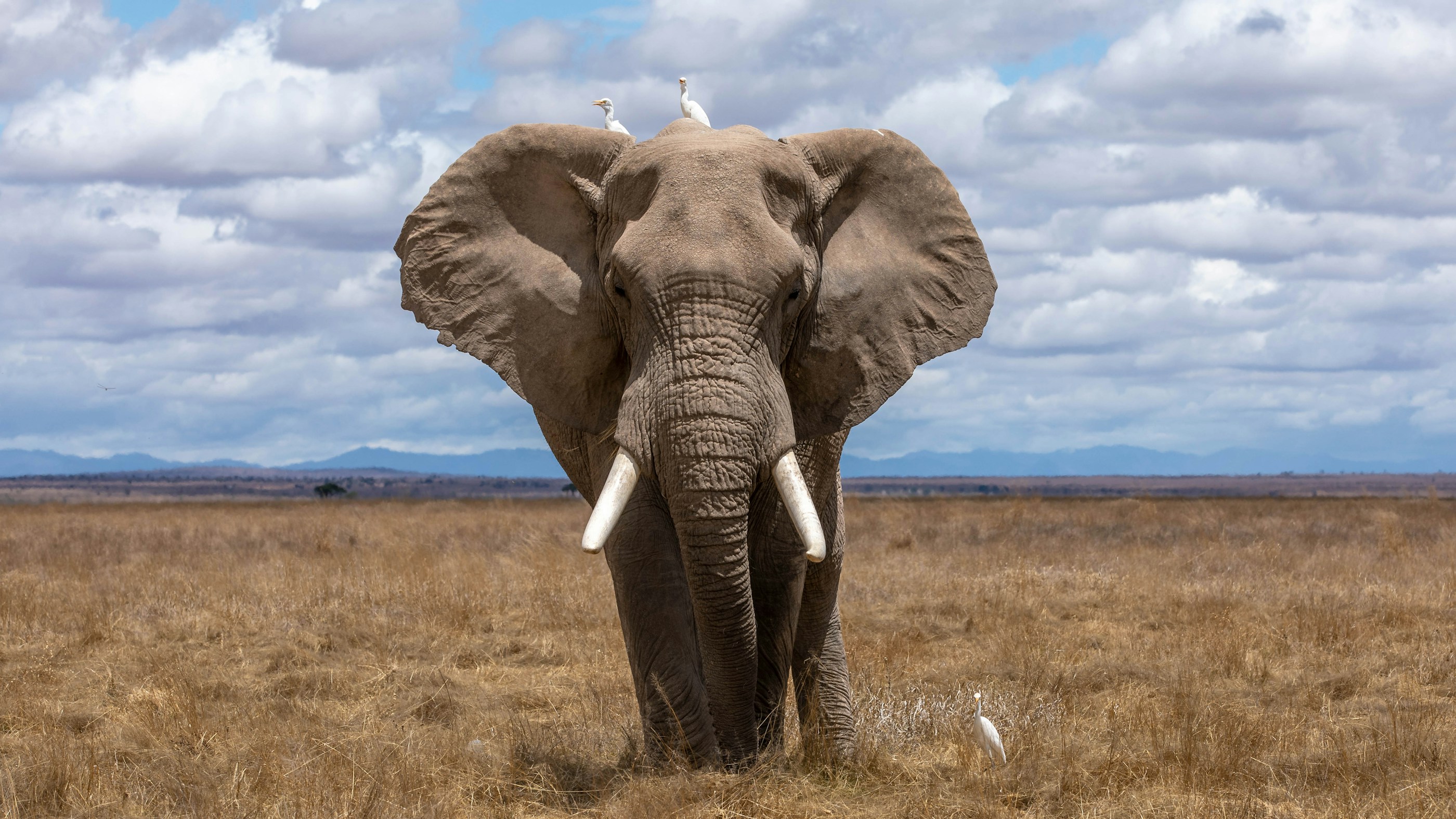 Afrikanischer Elefant in der Savanne